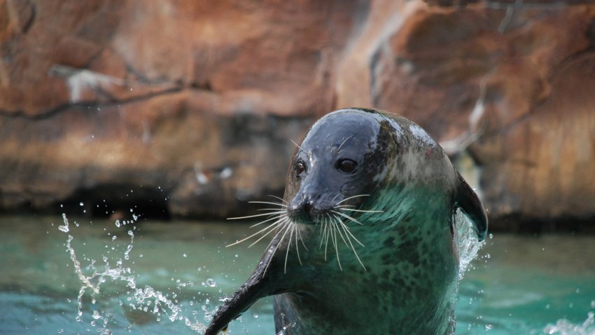 Blue the harbor seal as seen in photos form 2016.