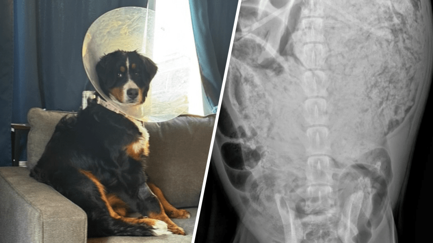 Una perra de raza Bernés de la Montaña sufrió de una ingestión inusual lo cual requirió cirugía y ya anda recuperándose.