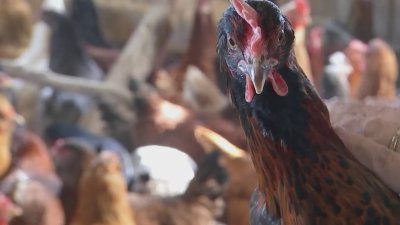 ¿Rentaría una gallina ante el alza de los huevos?