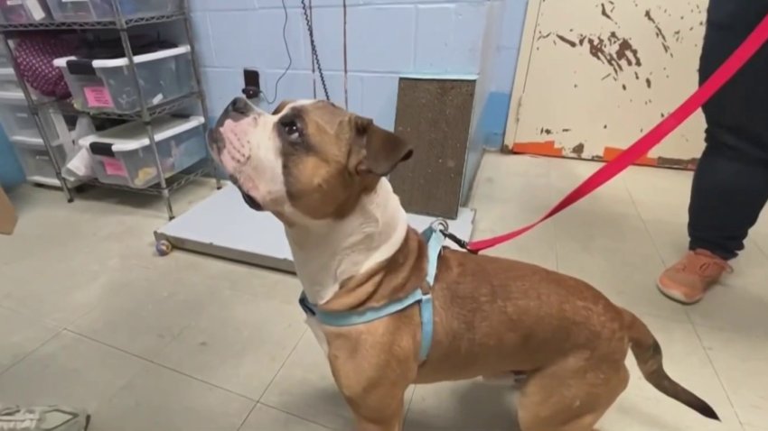 Hombre ataca con machete a perro