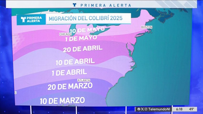 Llega la primavera y con ella una variedad de aves