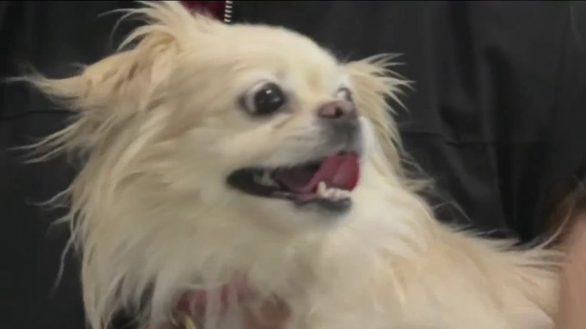 Perrita rescatada tras aparente robo en Everett