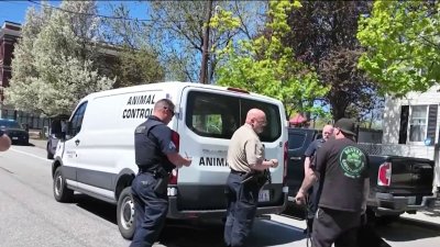 Niño y adulto heridos tras ataque de perro en NH