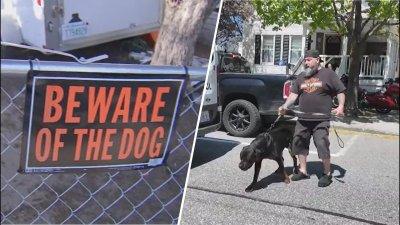 Niño de 8 años gravemente herido tras violento ataque de perros