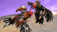 two roosters are fighting.