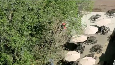 Adulto y niño herido tras caída de rama de árbol en el zoológico