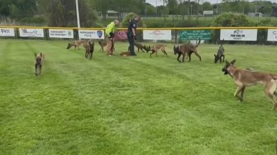 Más de docena de perros se escapa de un auto en RI