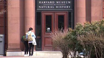 Harvard demanda a la administración Trump por prohibir inscripción de estudiantes extranjeros