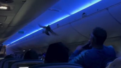 Caótico video: paloma vuela dentro de avión de Delta provocando pánico entre pasajeros