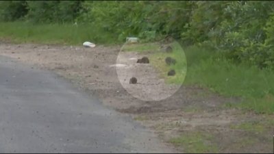 “Muy grandes”: vecindario se queja por plaga de ratas