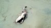 Ballena muerta avistada en Cape Cod