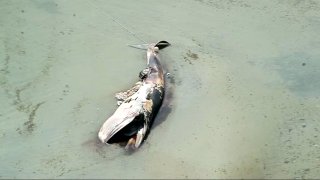 A dead whale on the sandbar near Great Island in Yarmouth, Massachusetts.
