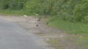 Alarmados por plaga de ratas los residentes de New Bedford