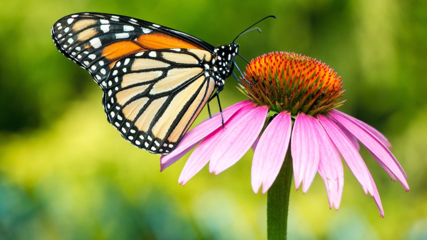 Mariposa monarca