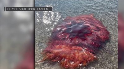 Avistamiento de medusa gigante en Maine