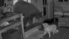 En video: pequeño perro se enfrenta a un gran oso dentro de una casa en California