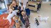 Mascotas abandonadas por migrantes deportados agravan crisis de refugios de animales en EEUU