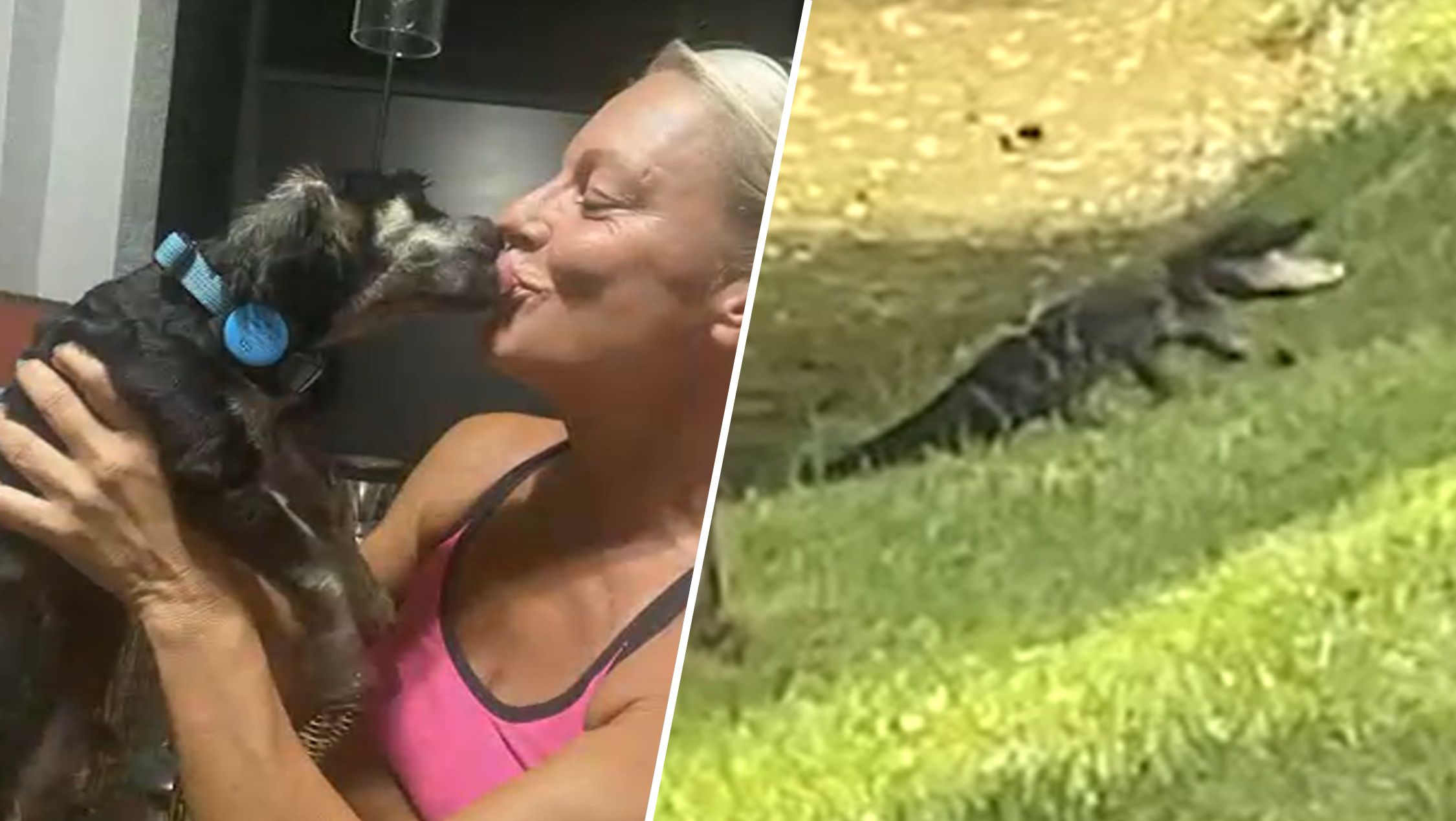 Sorprendente: Hallan a pequeño caimán flotando en las frías aguas de Boston  – Telemundo Nueva Inglaterra, image size:2250x1269