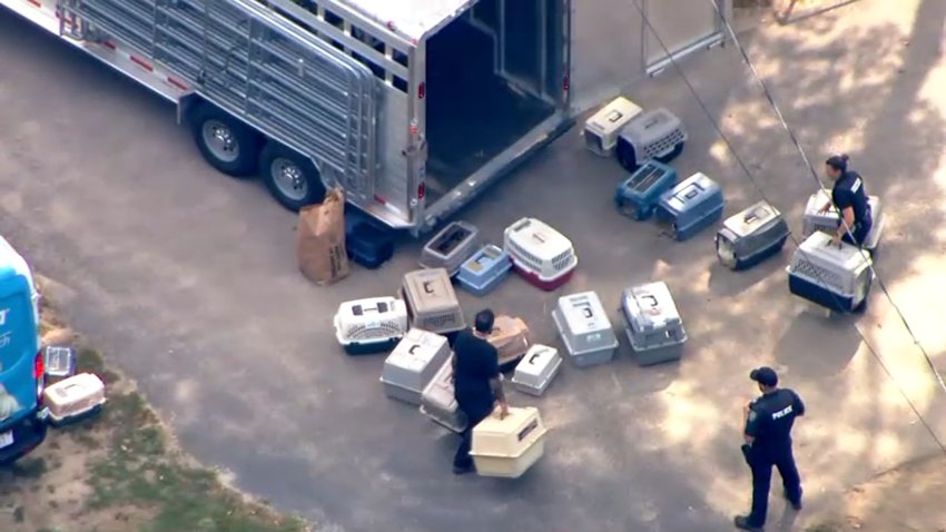 An aerial photo of investigators handling animal carriers during an investigation in Plympton, Massachusetts, on Sept. 23, 2025.
