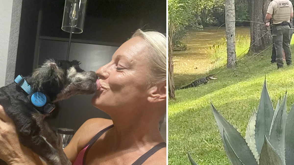 Sorprendente: Hallan a pequeño caimán flotando en las frías aguas de Boston  – Telemundo Nueva Inglaterra, image size:1200x675