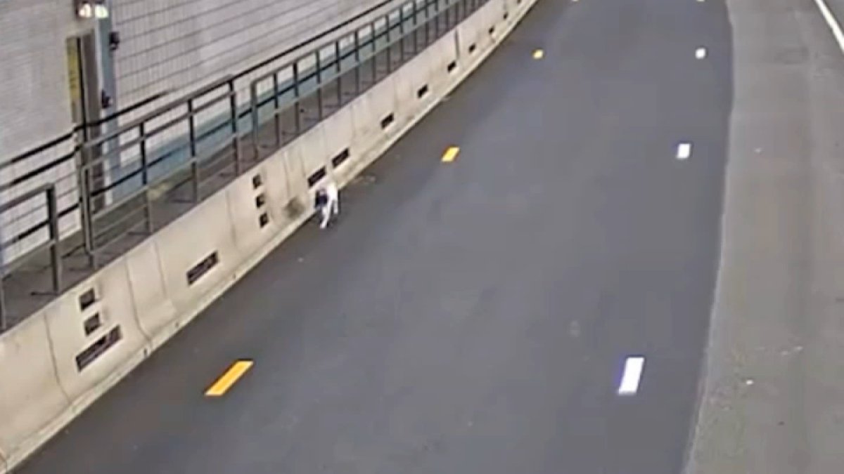 Chien sauvé du tunnel Ted Williams à Boston – NBC New England