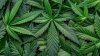 Gobierno de Trump reclasifica marihuana medicinal con licencia estatal como droga menos peligrosa
