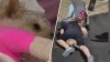 Mujer denuncia brutal ataque contra su perro de servicio en Chelsea