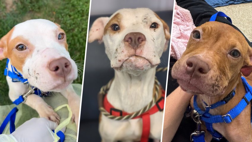 Three dogs who were rescued from a Boston apartment on Monday, Sept. 7, 2026, where at least one other dog died, according to the district attorney's office.