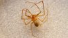 Especie de araña venenosa hallada por primera vez en Connecticut